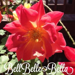 BellBelleBella logo