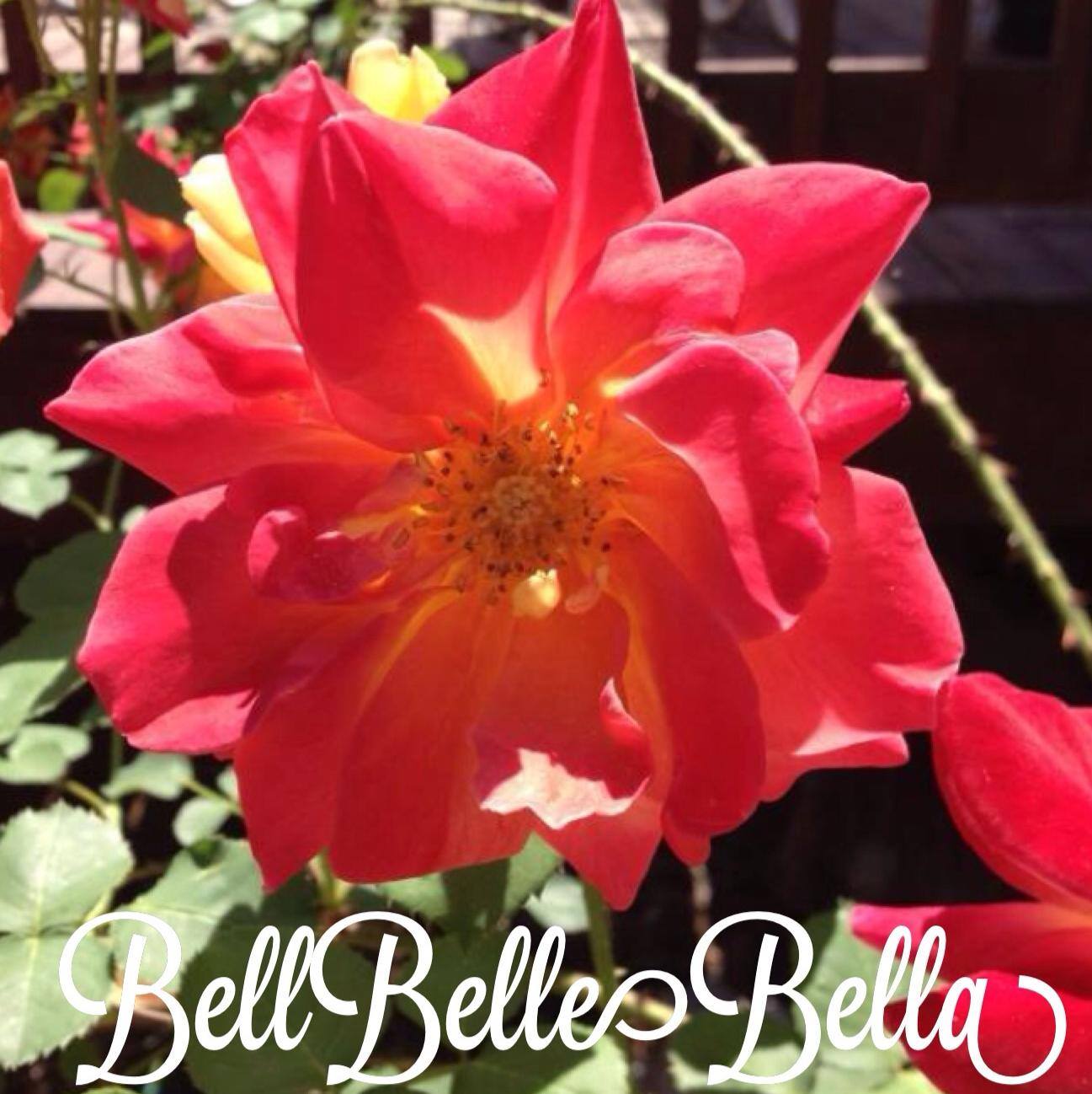 BellBelleBella: My Blogger to WordPress Transfer Experience graphic